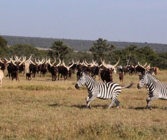 Zambia cattle and farming tour